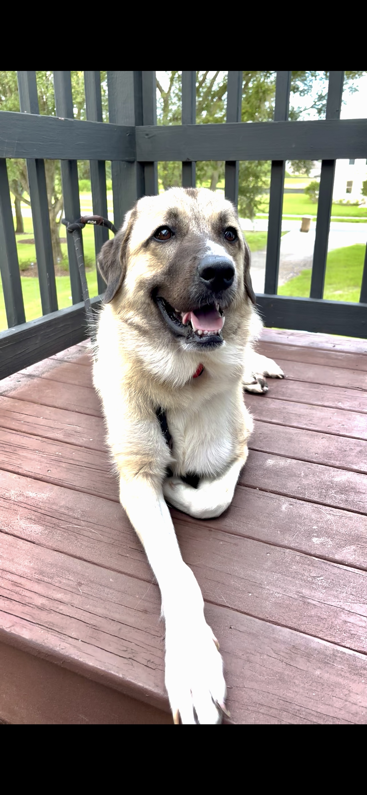 Happy dog enjoying safe pet care