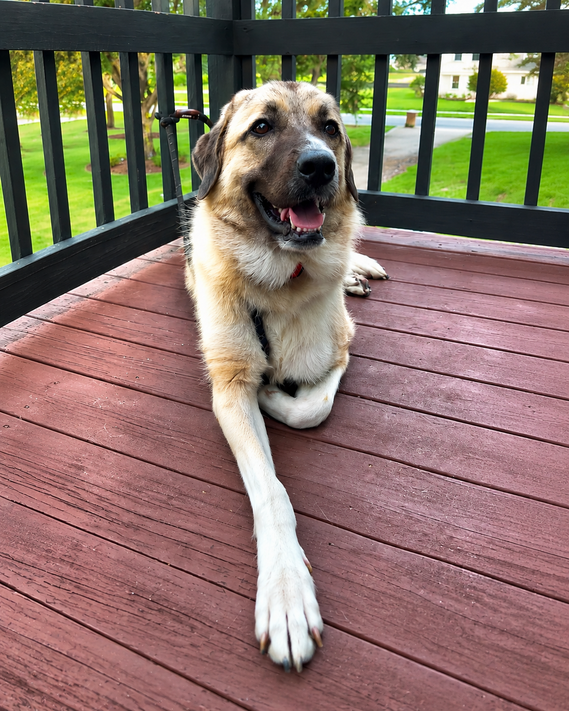 A Sixx Paws dog relaxing outdoors on a deck